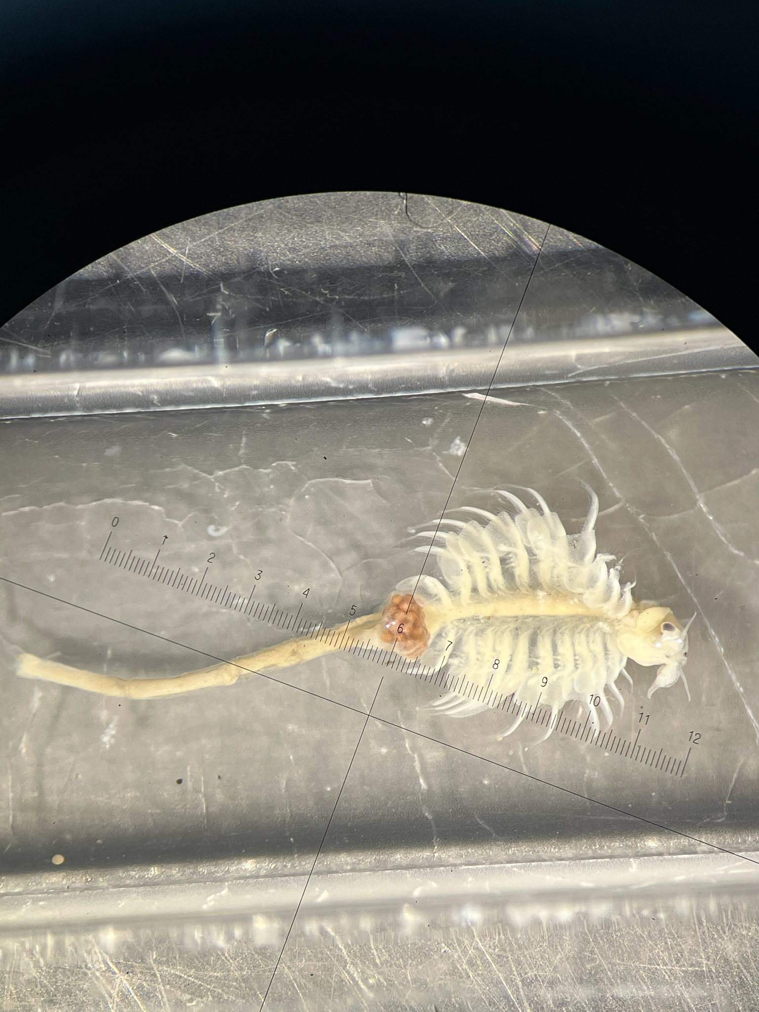 Artemia monica Verrill, 1869