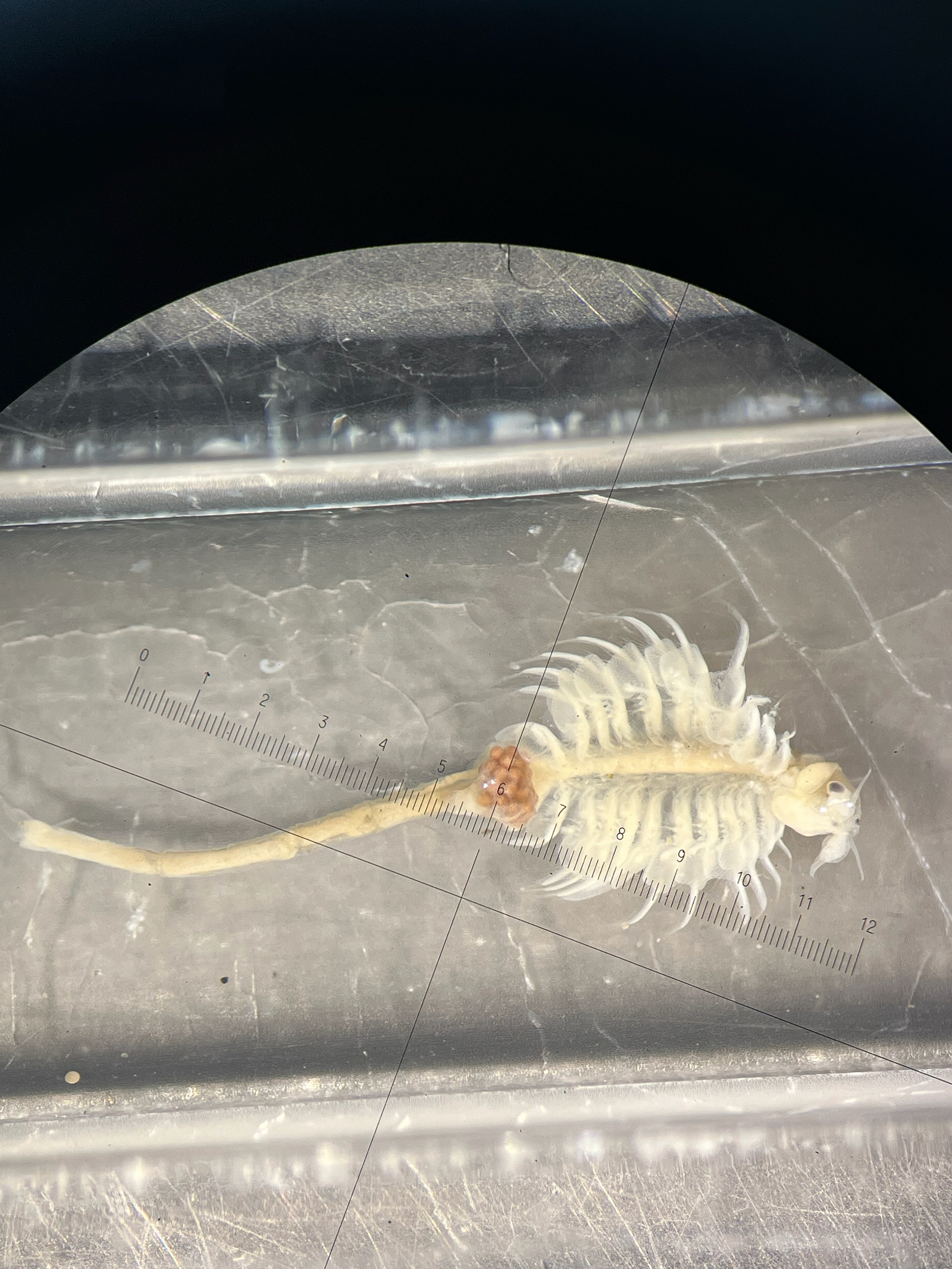 Artemia monica Verrill, 1869