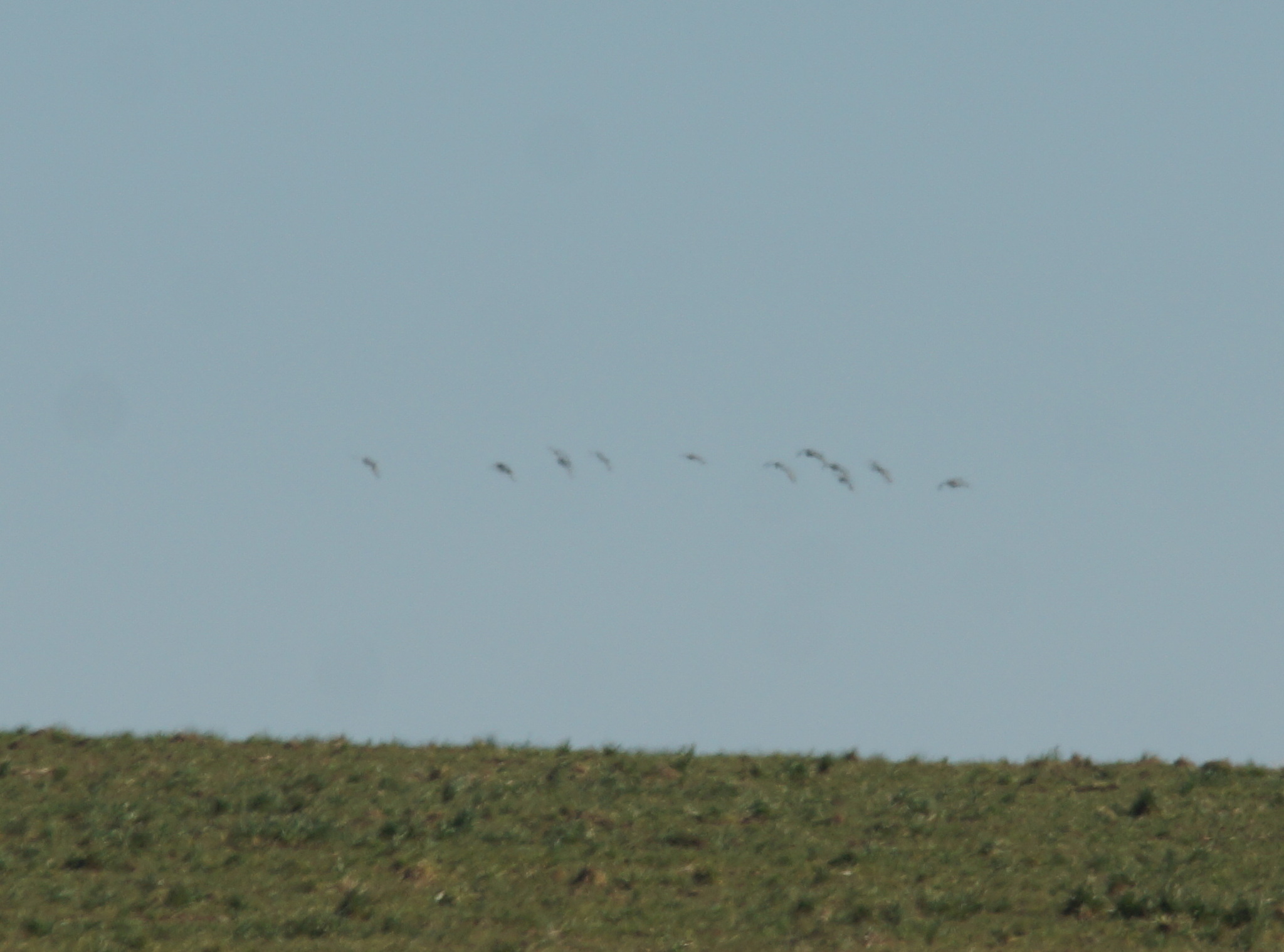 Little Bustard (Tetrax tetrax), photo 3