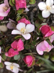 Boronia rhomboidea