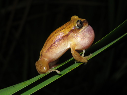 Bagamoyo Forest Treefrog, Leptopelis argenteus