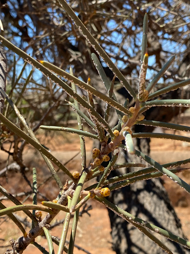 djarnokmurd (Hakea recurva)