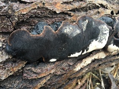 Phellinopsis conchata