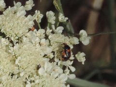 Deraeocoris schach