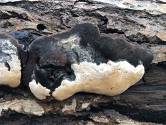 Phellinopsis conchata