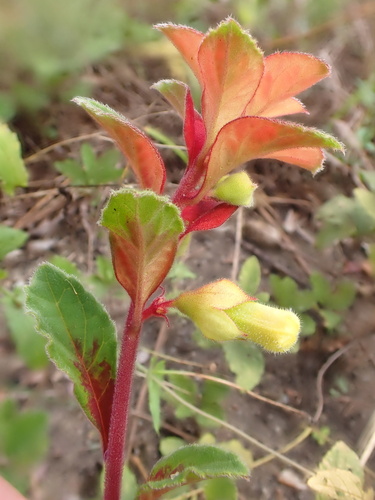 Amasonia campestris (Amasonia campestris)