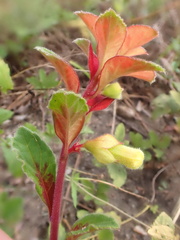 Taligalea (Taligalea)
