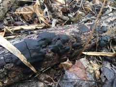 Phellinopsis conchata