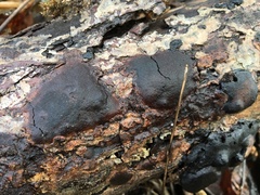 Phellinopsis conchata