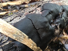 Phellinopsis conchata