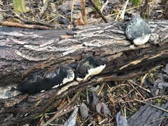 Phellinopsis conchata