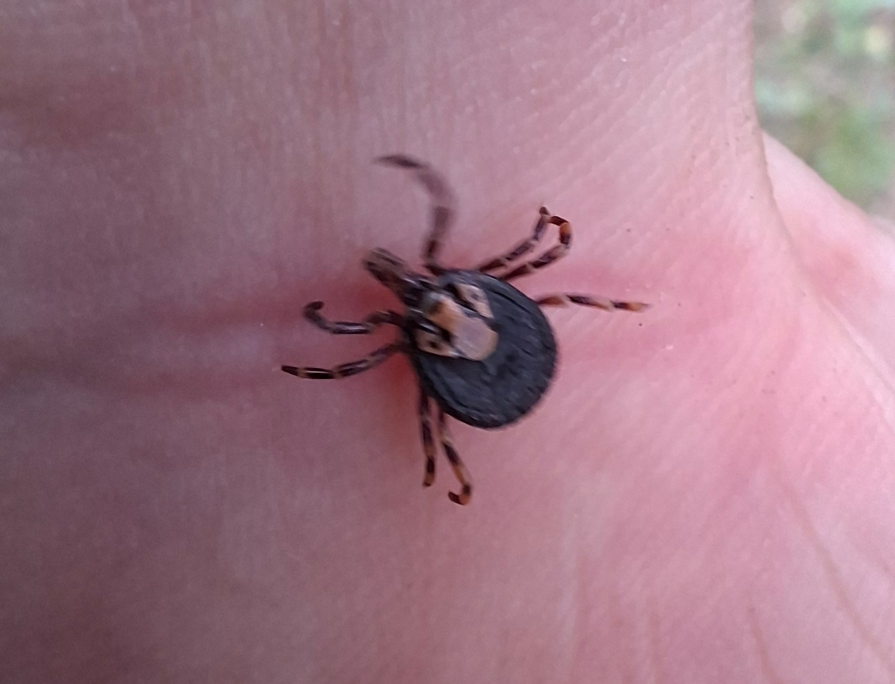 Amblyomma hebraeum Koch, 1844