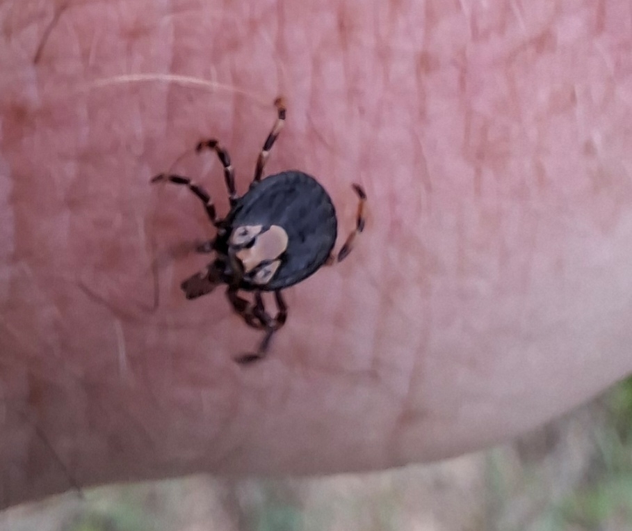 Amblyomma hebraeum Koch, 1844