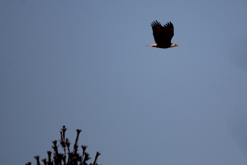 Bald Eagle photographed in Rhode Island