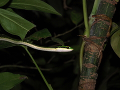 Leptophis mexicanus