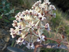 Asclepias glaucescens