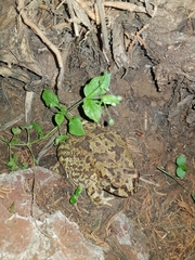 Sclerophrys capensis