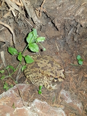Sclerophrys capensis