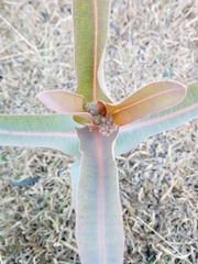 Asclepias glaucescens