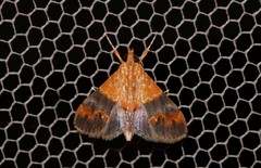 Tetracona amathealis