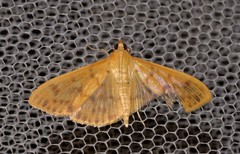 Patania balteata