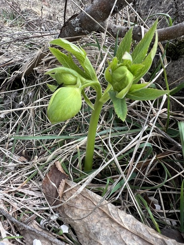 Helleborus: origen y usos — foto 1