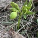 Helleborus: origen y usos — foto 1