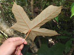 Pterospermum heterophyllum