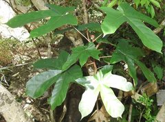 Pterospermum heterophyllum