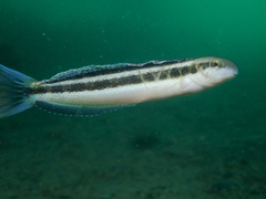 Petroscirtes breviceps