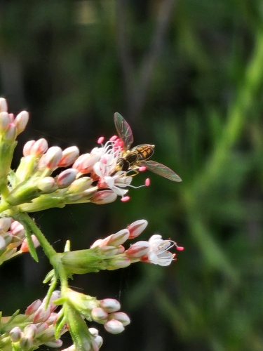 Unknown species found near San Marcos, CA 92069, USA