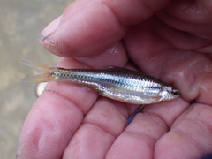 Notropis nubilus