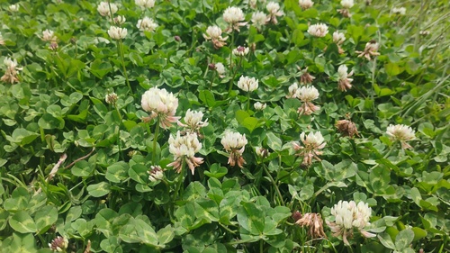 white clover