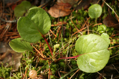 Pyrola media
