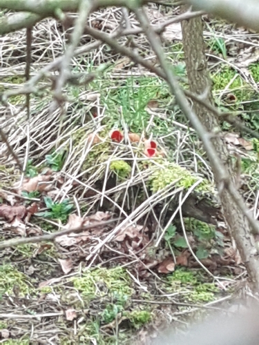Elf Cups