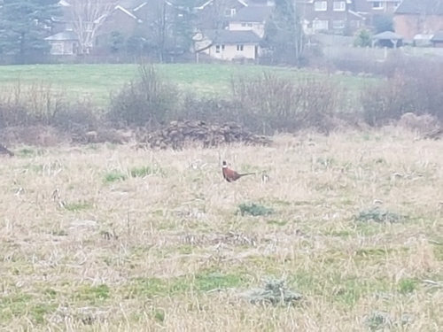 Ring-necked Pheasant