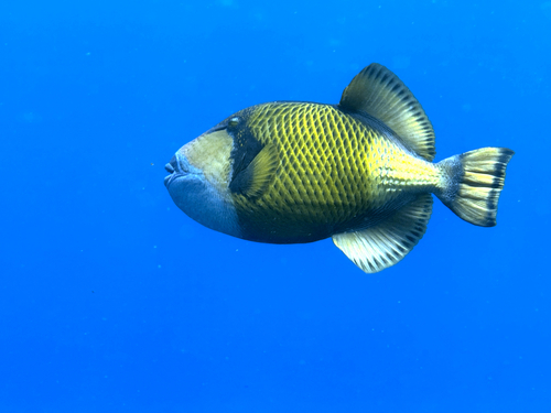Titan Triggerfish — seen at this dive site