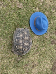 Stigmochelys pardalis