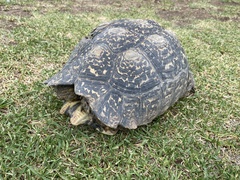 Stigmochelys pardalis