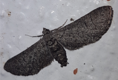 Ectropis hieroglyphica