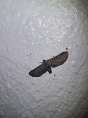 Ectropis hieroglyphica