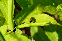 Chloromyia