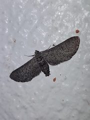 Ectropis hieroglyphica