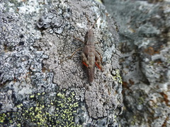 Podismopsis poppiusi