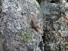 Podismopsis poppiusi