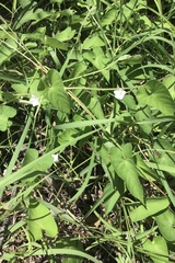 Ipomoea plebeia