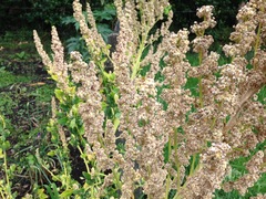 Chenopodium quinoa