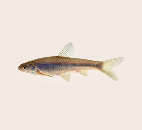Eastern silvery minnow (Hybognathus regius) — Cyprinidae — 5