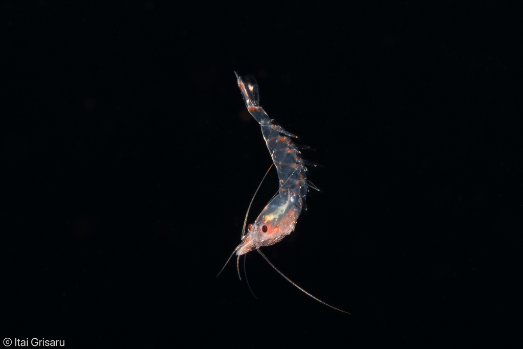 Pseudeuphausia