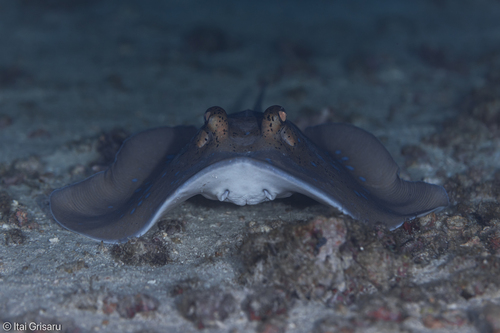 Neotrygon malaccensis